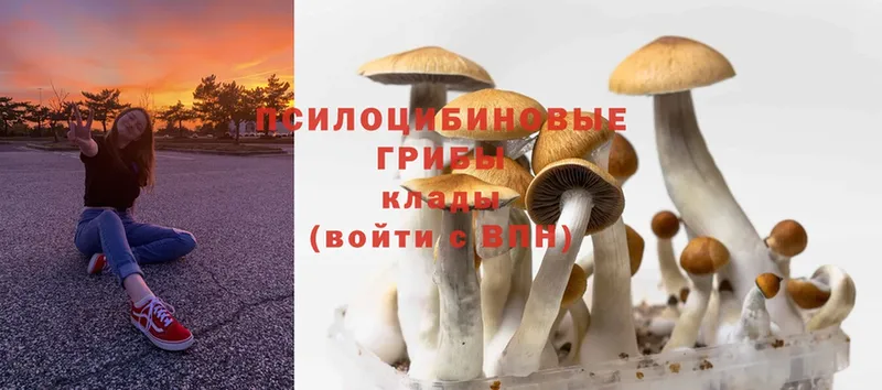 Псилоцибиновые грибы MAGIC MUSHROOMS  OMG как зайти  Гулькевичи  где найти наркотики 